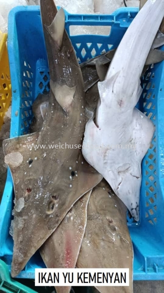 Ikan Yu Kemenyan Fresh Fish Selangor, Malaysia, Kuala Lumpur (KL), Klang Supplier, Suppliers, Supply, Supplies | Wei Chu Seafood Supply Trading Sdn Bhd