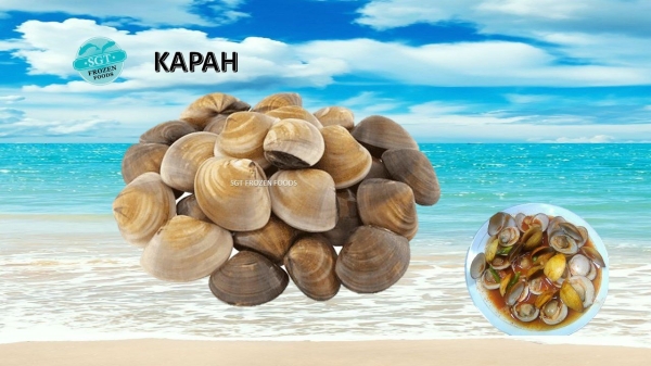 Kapah Clam Frozen Seafood Selangor, Malaysia, Kuala Lumpur (KL), Puchong Supplier, Suppliers, Supply, Supplies | SGT Frozen Foods Sdn Bhd