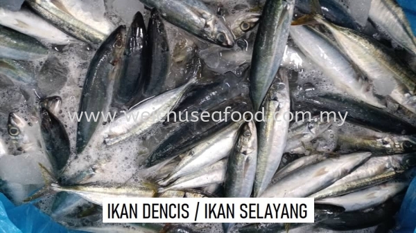 Ikan Dencis/Ikan Selayang Fresh Fish Selangor, Malaysia, Kuala Lumpur (KL), Klang Supplier, Suppliers, Supply, Supplies | Wei Chu Seafood Supply Trading Sdn Bhd