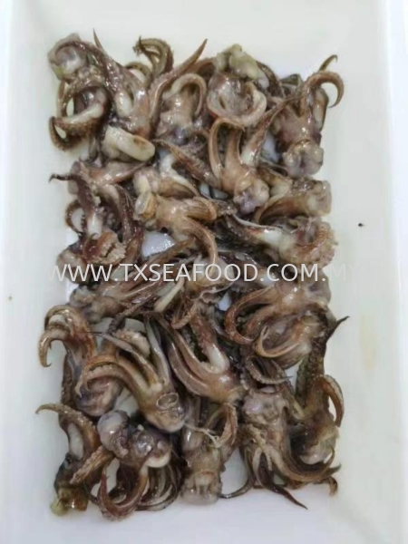 SOTONG HEAD FROZEN SOTONG Selangor, Klang, Malaysia, Kuala Lumpur (KL) Supplier, Suppliers, Supply, Supplies | TX SEAFOOD SDN. BHD.