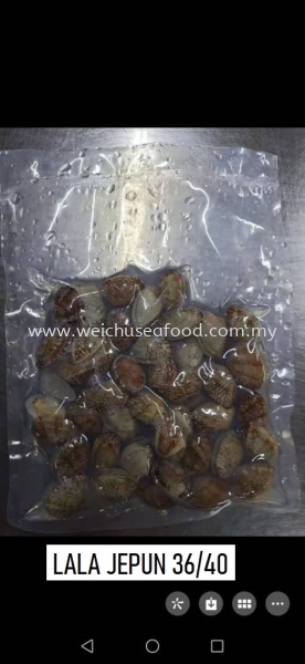 Lala Jepun 36/40 Frozen Clam Selangor, Malaysia, Kuala Lumpur (KL), Klang Supplier, Suppliers, Supply, Supplies | Wei Chu Seafood Supply Trading Sdn Bhd