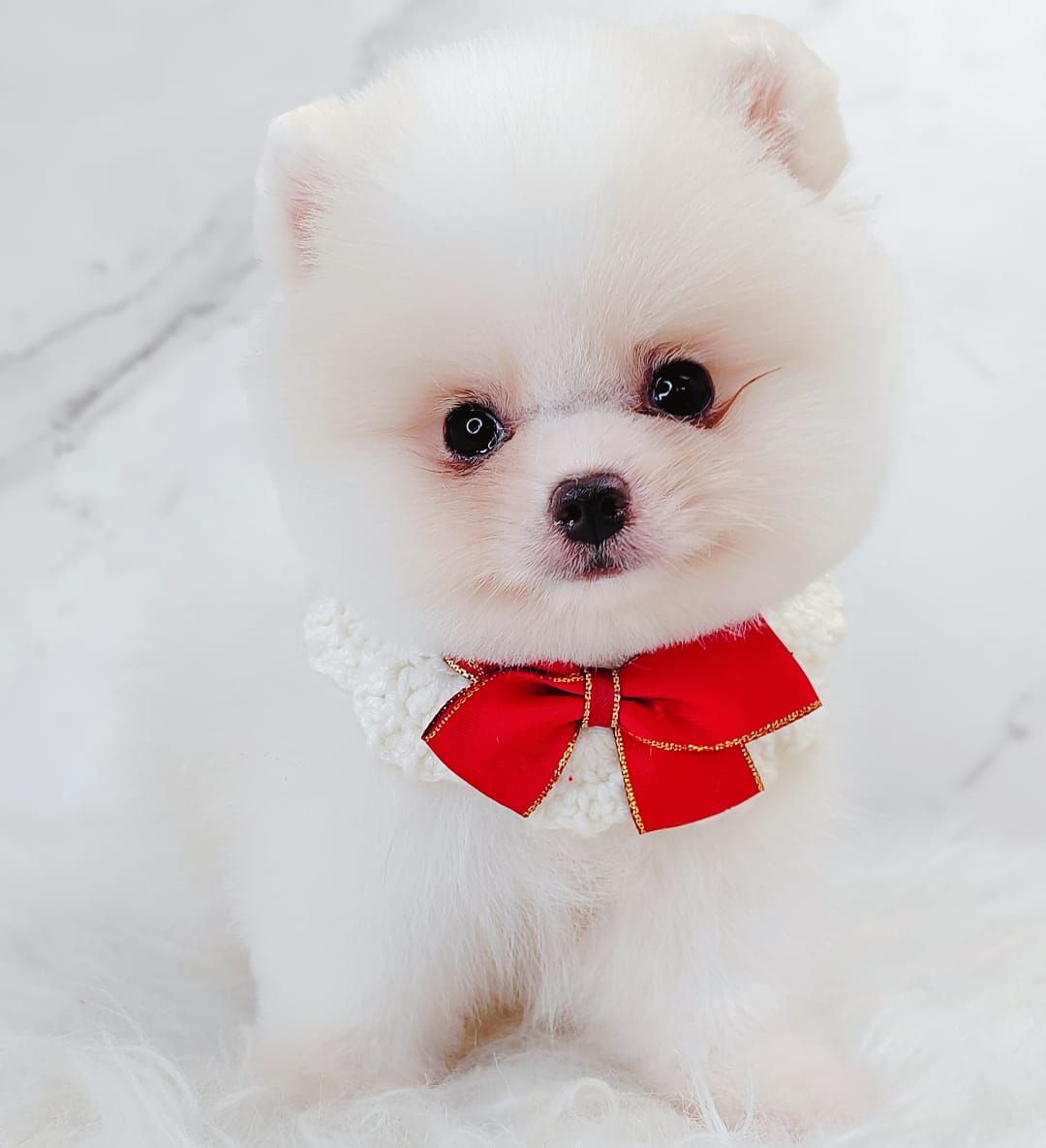 Pomeranian 博美