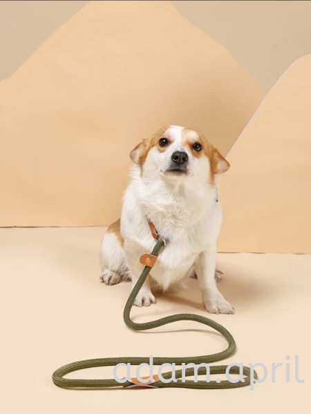 M-PETS DOG TRAINING P CHAIN 狗训练P链-1 SET Others Selangor, Malaysia, Kuala Lumpur (KL), Petaling Jaya (PJ) Supplier, Suppliers, Supply, Supplies | ADAM&APRIL TRADING