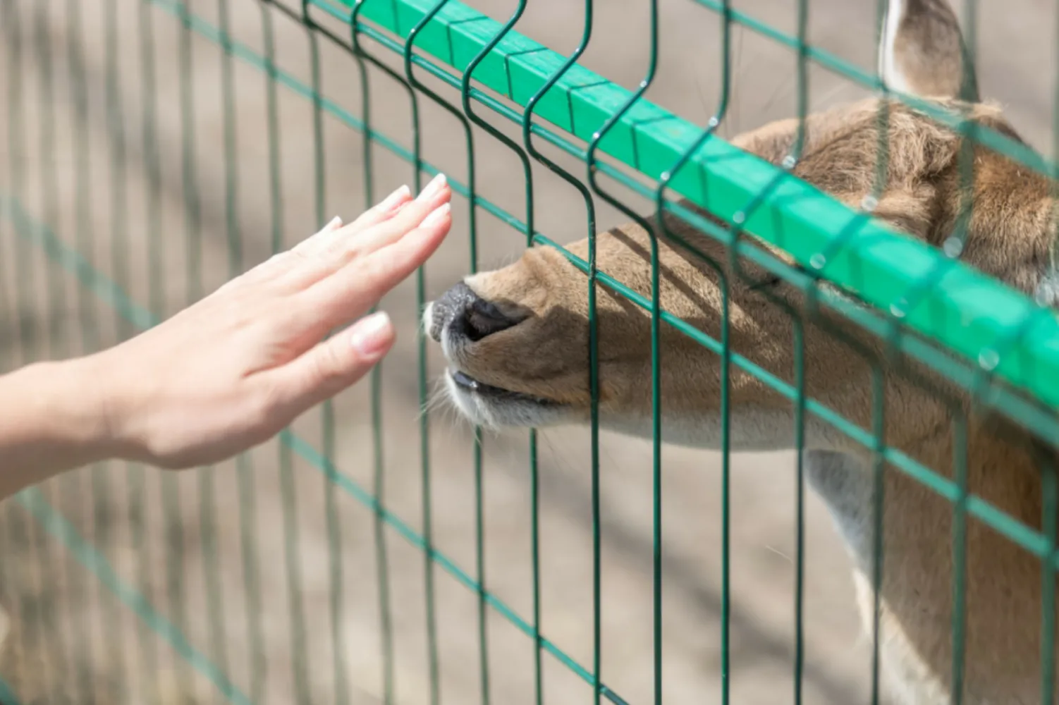 3D Fence