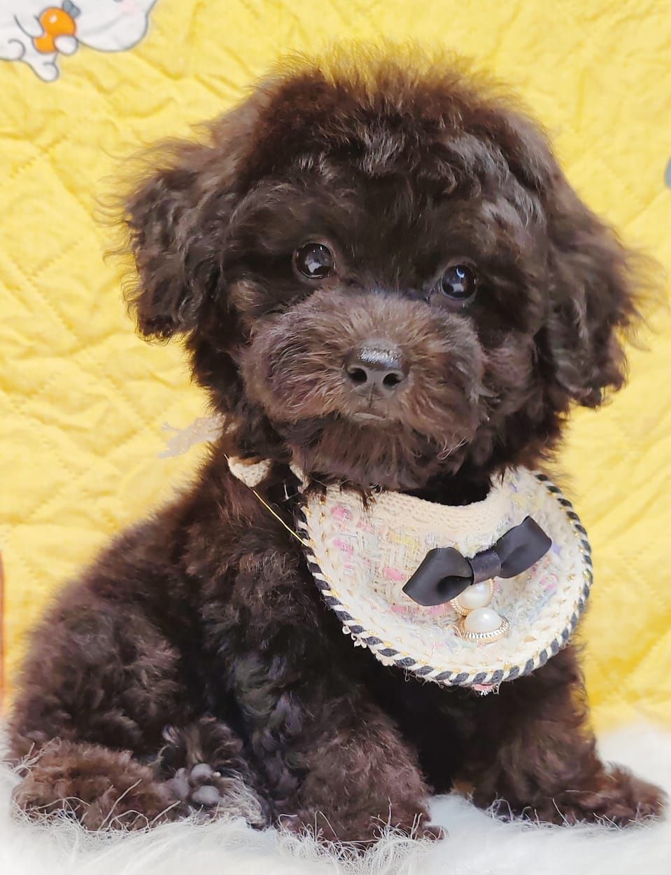 Poodle 璐靛娉拌开