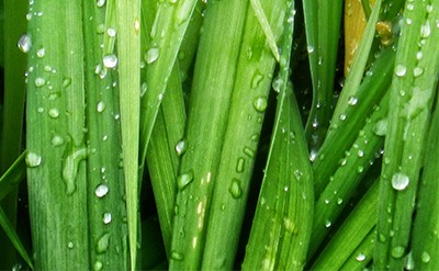 Cis-3 Hexenol 10% in DPG