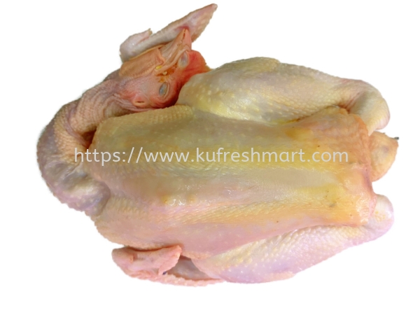 KAMPUNG CHICKEN ʰ FRESH CHICKEN   Johor Bahru (JB), Malaysia, Skudai Supplier, Wholesaler, Supply, Supplies | KEDAI DAGING SEGAR AH KU SDN BHD