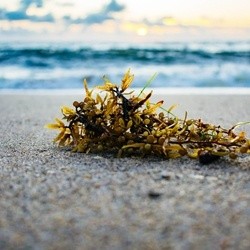 Seaweed 50%