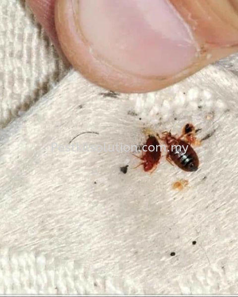 Bedbug Control Bedbug Control Seremban, Malaysia, Kuala Lumpur (KL), Selangor, Negeri Sembilan, Cheras Services | PESTKIL SOLUTION