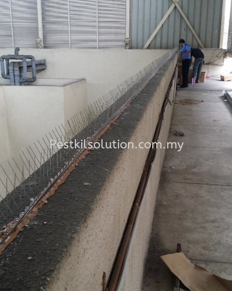 Bird Control Bird Control Seremban, Malaysia, Kuala Lumpur (KL), Selangor, Negeri Sembilan, Cheras Services | PESTKIL SOLUTION