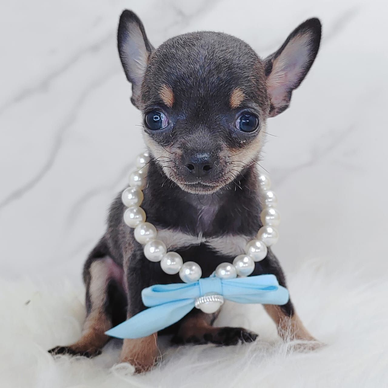 Chihuahua 吉娃娃