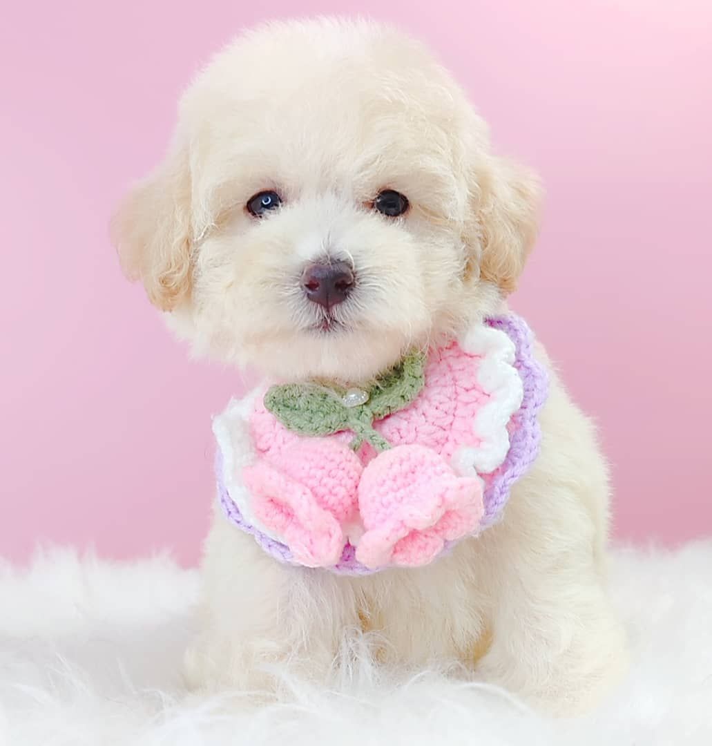 Maltipoo 马尔泰迪