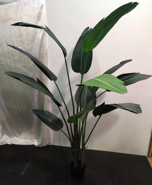 5.5ft Traveller Palm AP320 floristkl (Rent Available) Artificial Plant (Sell & Rent) Kuala Lumpur (KL), Selangor, Malaysia Supplier, Suppliers, Supply, Supplies | Shirley Florist