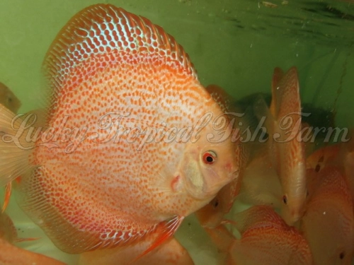 Golden Leopard Snakeskin Discus (黄金豹蛇)