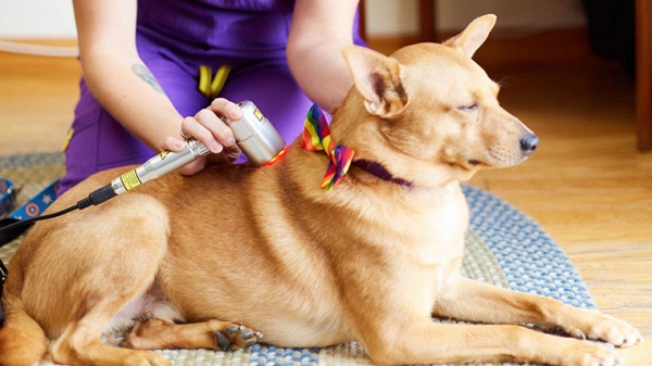 Laser Therapy Laser Therapy Penang, Malaysia, Butterworth Pet, Services | Pet Wellness Sdn Bhd