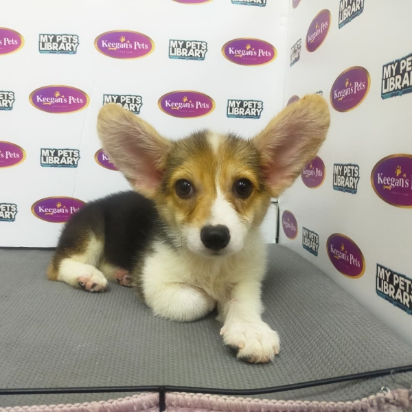 Taiwan Imported Pembroke Welsh Corgi (Female) Available Puppy For Sale/Booking Selangor, Malaysia, Kuala Lumpur (KL), Setia Alam Services | Keegan's Pets (Precious Pet)