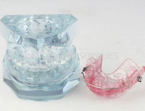 ORTHODONTIC TREATMENT MODEL, #M3006 Orthodontic Series Tooth Model Dentistry Material Selangor, Malaysia, Kuala Lumpur (KL), Shah Alam Supplier, Distributor, Supply, Supplies | MJ Dental Supplies