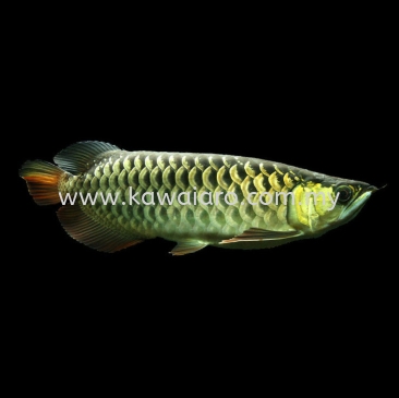 High Back Arowana