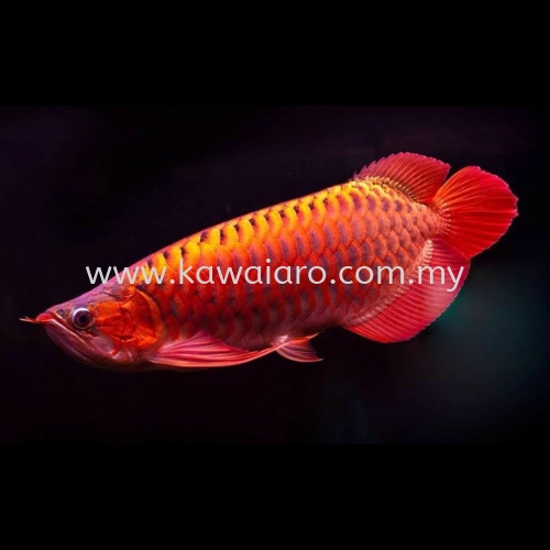 Premium Super Red Arowana