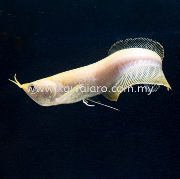 Albino Silver Arowana