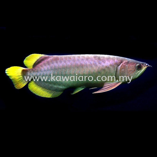 Banjar Red Arowana