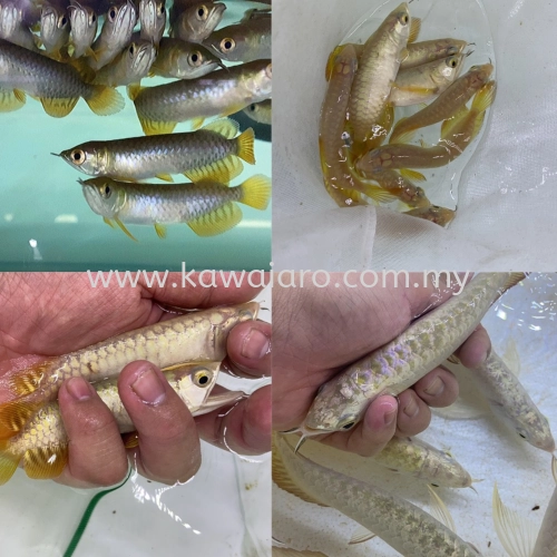 Malaysia Golden Crossback Arowana (MGBB,MGGB)