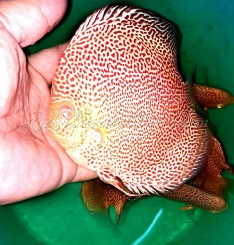 Albino Eruption Discus (赤瞳豹纹蛇)