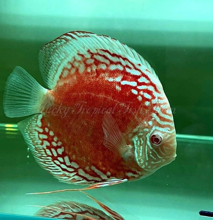 Albino Marlboro Discus (赤瞳万宝路） 