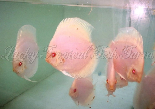 Albino Platinum Discus (赤瞳白金)