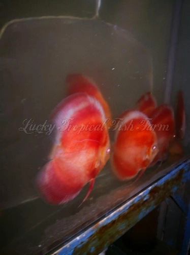 Albino Red Golden Diamond Discus (赤瞳红金钻)