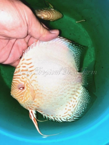 Albino White Butterfly Discus (赤瞳白蝴蝶)