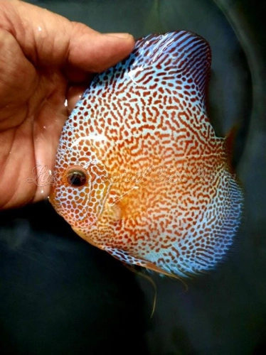 Face Spotted Eruption Discus (纹面豹纹蛇)