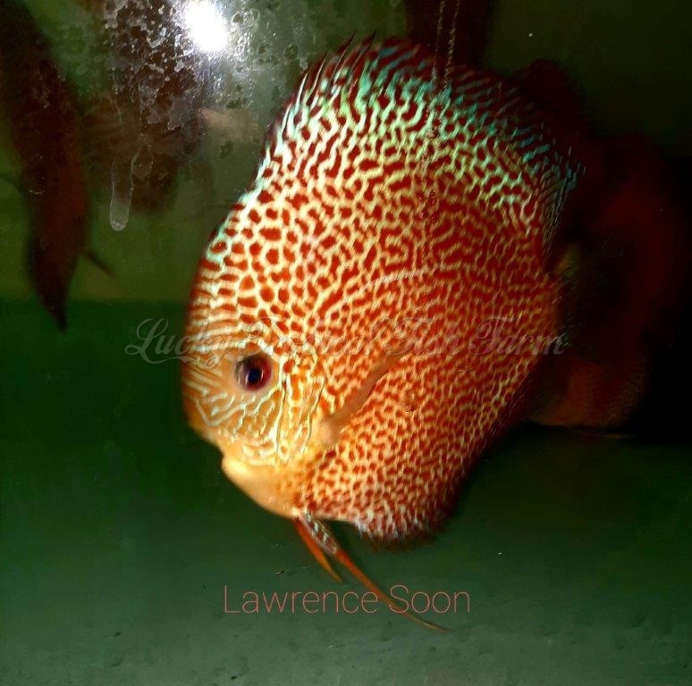 High Body Face Spotted Eruption Discus (高身纹面豹纹蛇)