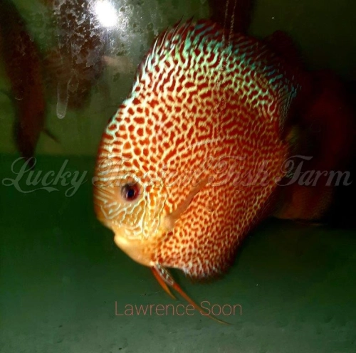 High Body Face Spotted Eruption Discus (高身纹面豹纹蛇)