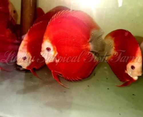 High Body Fuji Red Discus (高身富士红)