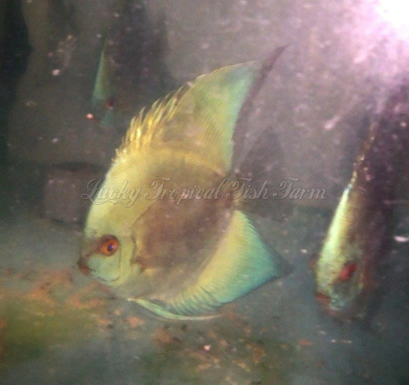 Long Fin Blue Diamond Discus (长鳍蓝钻) 