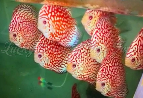 Red Eagle Discus (血鹰)