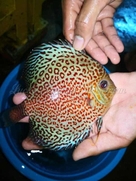 Ring Leopard Discus (圈豹)