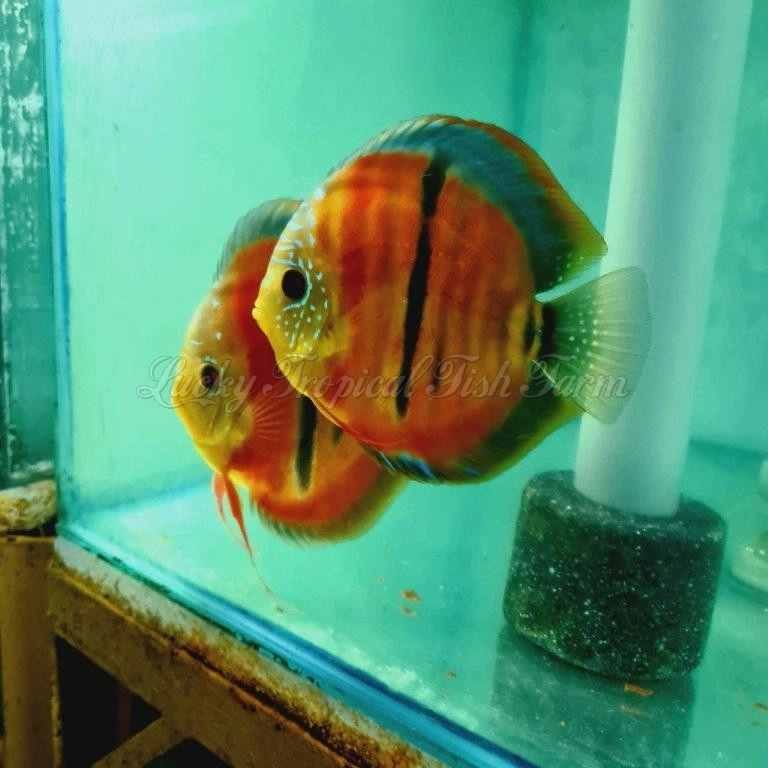 Royal Ica Red Discus (皇室伊卡）