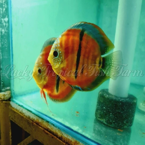 Royal Ica Red Discus (皇室伊卡）