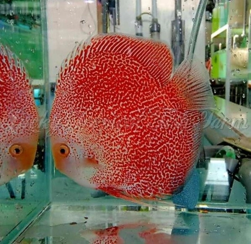 Snow Face Spotted Eruption Discus (雪山纹面豹纹蛇)