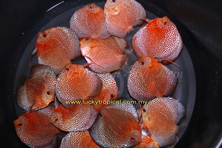 Face Spotted Super Eruption Discus (超级蜘蛛侠豹纹蛇)