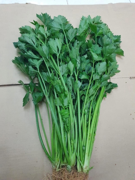 Celery ۲ Vegetable Malaysia, Melaka Supplier, Wholesaler, Supply, Supplies | ADVANCED AGRITECH SDN BHD