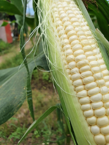 Sweet CornWhite) ףף Vegetable Malaysia, Melaka Supplier, Wholesaler, Supply, Supplies | ADVANCED AGRITECH SDN BHD