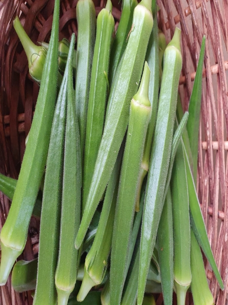 Okra Ƕ Vegetable Malaysia, Melaka Supplier, Wholesaler, Supply, Supplies | ADVANCED AGRITECH SDN BHD