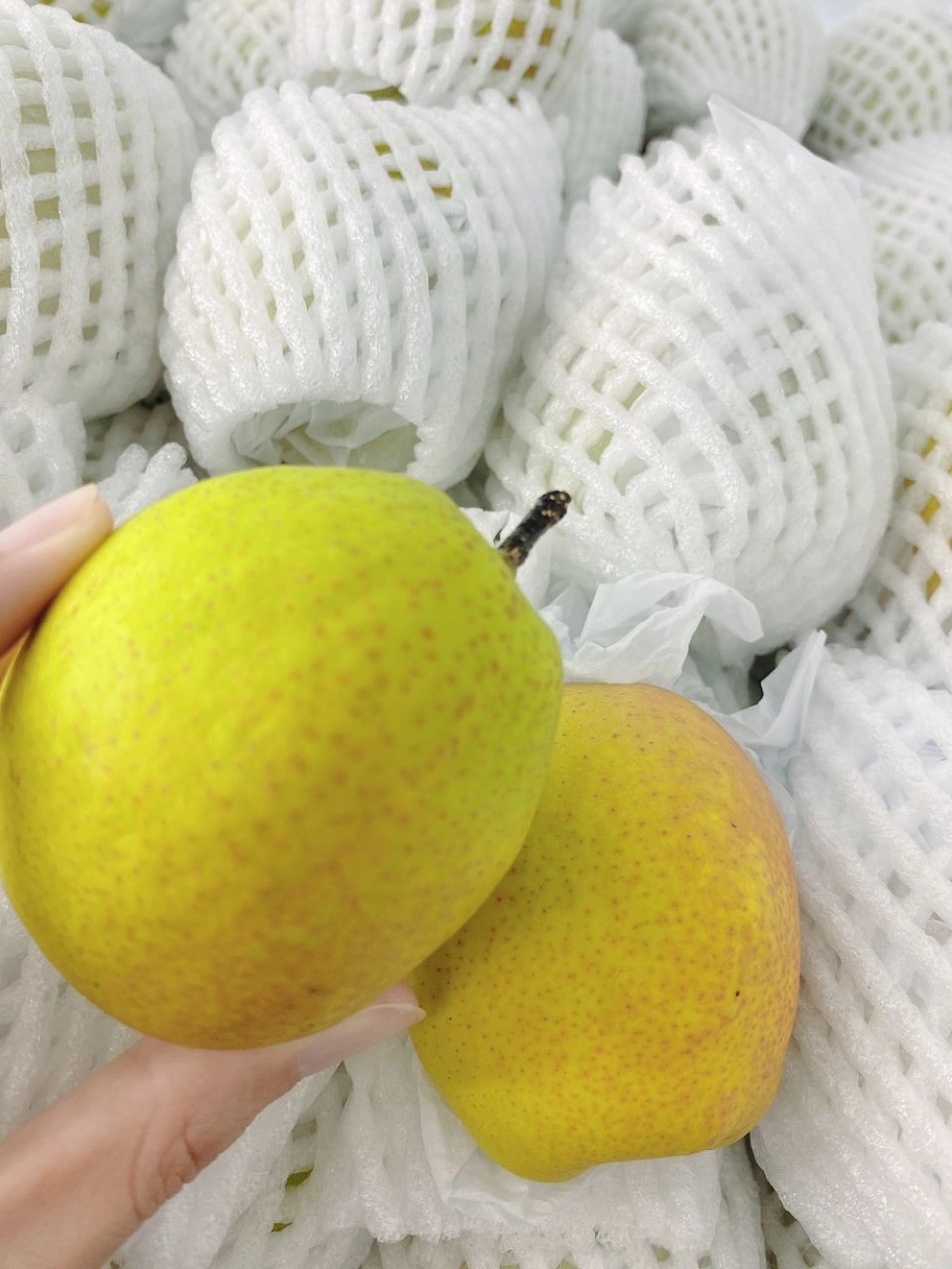 Fragrance Pear 3pcs