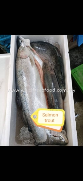 Ikan Salmon Trout Frozen Fish Selangor, Malaysia, Kuala Lumpur (KL), Klang Supplier, Suppliers, Supply, Supplies | Wei Chu Seafood Supply Trading Sdn Bhd