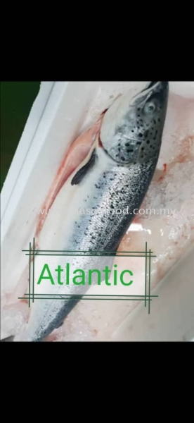 Ikan Salmon Atlantic Frozen Fish Selangor, Malaysia, Kuala Lumpur (KL), Klang Supplier, Suppliers, Supply, Supplies | Wei Chu Seafood Supply Trading Sdn Bhd