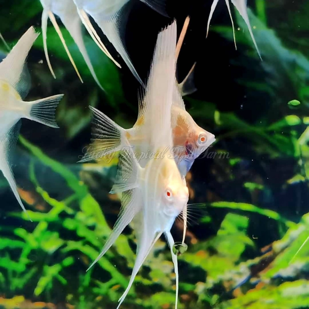 Albino Dantum Juvenile Angelfish