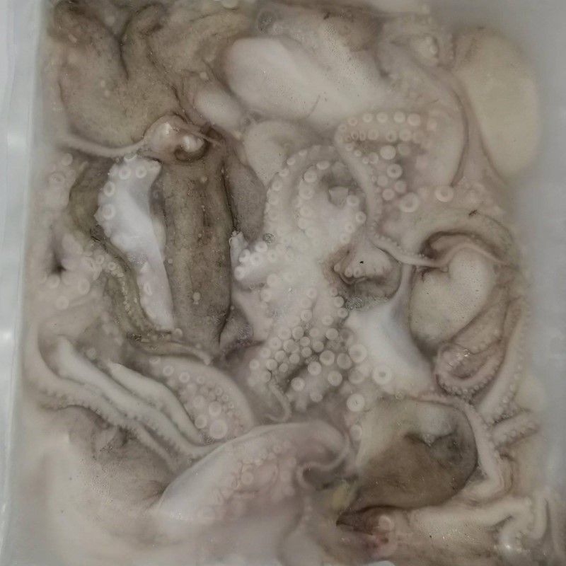 Octopus 章鱼